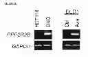Fig. 08 - Methods and compositions for treating cancer