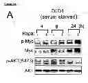Fig. 32 - Methods and compositions for treating cancer