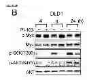 Fig. 33 - Methods and compositions for treating cancer
