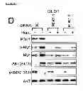 Fig. 35 - Methods and compositions for treating cancer
