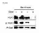 Fig. 40 - Methods and compositions for treating cancer