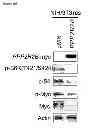 Fig. 53 - Methods and compositions for treating cancer