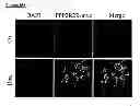 Fig. 65 - Methods and compositions for treating cancer