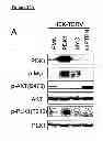 Fig. 74 - Methods and compositions for treating cancer