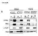 Fig. 75 - Methods and compositions for treating cancer