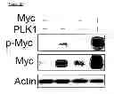 Fig. 76 - Methods and compositions for treating cancer