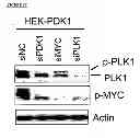 Fig. 77 - Methods and compositions for treating cancer