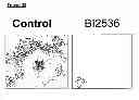 Fig. 83 - Methods and compositions for treating cancer