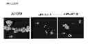 Fig. 84 - Methods and compositions for treating cancer