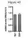 Fig. 41 - Method of preventing or treating viral infection