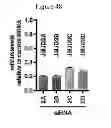 Fig. 49 - Method of preventing or treating viral infection