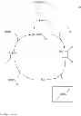Fig. 09 - METHODS FOR THE SYNTHESIS OF TWO OR MORE DICARBA BRIDGES IN ORGANIC COMPOUNDS