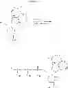 Fig. 136 - MODIFIED NUCLEOSIDES, NUCLEOTIDES, AND NUCLEIC ACIDS, AND USES THEREOF