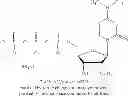 Fig. 167 - MODIFIED NUCLEOSIDES, NUCLEOTIDES, AND NUCLEIC ACIDS, AND USES THEREOF