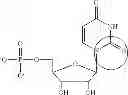 Fig. 87 - MODIFIED NUCLEOSIDES, NUCLEOTIDES, AND NUCLEIC ACIDS, AND USES THEREOF