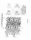 Fig. 37 - Bioabsorbable polymeric medical device