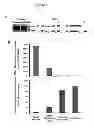 Fig. 02 - Modulation of BCL11A for treatment of hemoglobinopathies