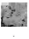 Fig. 07 - Methods and compositions to improve mechanical resistance of teeth