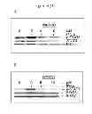 Fig. 04 - INTERFERON THERAPIES IN COMBINATION WITH BLOCKADE OF STAT3 ACTIVATION