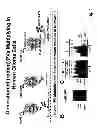 Fig. 02 - Modified rodent parvovirus capable of propagating and spreading through human gliomas