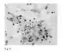 Fig. 09 - Pluripotent cells
