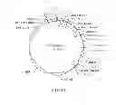 Fig. 08 - Antidotes for factor Xa inhibitors and methods of using the same