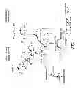 Fig. 02 - Conjugated blood coagulation factor VIIa