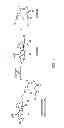 Fig. 02 - Method of producing recombinant proteins with mannose-terminated N-glycans