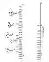 Fig. 09 - Method of producing recombinant proteins with mannose-terminated N-glycans