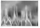 Fig. 01 - Zinc oxide anti-reflection layer having a syringe-like structure and method for fabricating the same