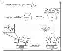 Fig. 01 - Superhydrophobic poly(dimethylsiloxane) and methods for making the same