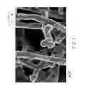 Fig. 02 - Nanofiber supported catalysts as membrane additives for improved fuel cell durability