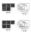 Fig. 07 - Modular functional peptides for delivery of nanoparticles