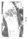 Fig. 09 - PIMAP39 MODULATES INFLAMMATORY RESPONSE