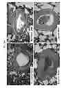 Fig. 03 - Compositions and methods for treating pulmonary hypertension