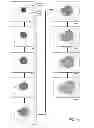 Fig. 07 - Methods and apparatus for simulation of fluid motion using procedural shape growth