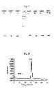Fig. 07 - High affinity leptins and leptin antagonists