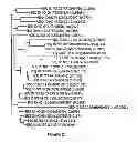 Fig. 07 - MANIPULATION OF GLUTAMINE SYNTHETASES (GS) TO IMPROVE NITROGEN USE EFFICIENCY AND GRAIN YIELD IN HIGHER PLANTS