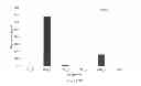 Fig. 10 - MANIPULATION OF GLUTAMINE SYNTHETASES (GS) TO IMPROVE NITROGEN USE EFFICIENCY AND GRAIN YIELD IN HIGHER PLANTS