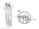 Fig. 02 - HAIR EXTENSION SYSTEM AND METHOD