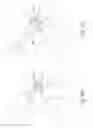 Fig. 08 - Brush with cantilevered nodules