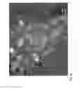 Fig. 06 - Nanoparticles for Targeted Delivery of Active Agents to the Lung