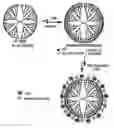 Fig. 01 - Injectable dendrimer hydrogel nanoparticles