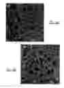 Fig. 19 - Injectable dendrimer hydrogel nanoparticles