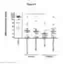 Fig. 06 - Diagnostic reagents