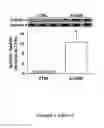 Fig. 06 - COMPOSITIONS AND METHODS FOR TARGETING AND TREATING DISEASES AND INJURIES USING ADENO-ASSOCIATED VIRUS VECTORS