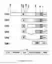 Fig. 20 - COMPOSITIONS AND METHODS FOR TARGETING AND TREATING DISEASES AND INJURIES USING ADENO-ASSOCIATED VIRUS VECTORS