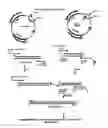 Fig. 08 - Protein fusion constructs possessing thrombolytic and anticoagulant properties