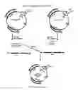 Fig. 09 - Protein fusion constructs possessing thrombolytic and anticoagulant properties