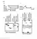 Fig. 02 - PEPTIDE HAVING CELL MEMBRANE PENETRATING ACTIVITY